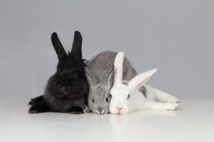 bonding rabbits 