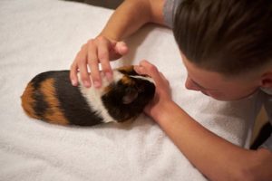 guinea bonding