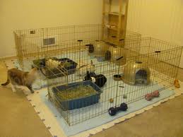 house-rabbit-set-up