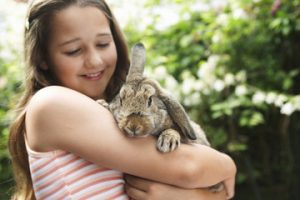 rabbit bonding advice